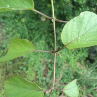 Paederia foetida L.